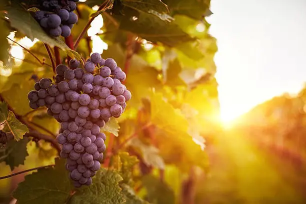 Vineyards at sunset in autumn harvest. Toned